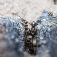 mravenci loxiran