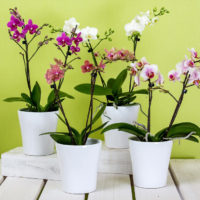 orchidej Phalaenopsis