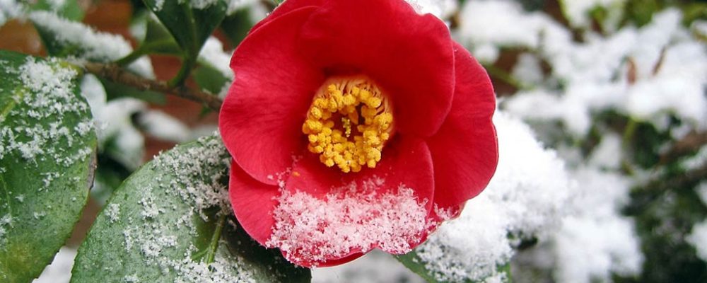 kamélie sníh
