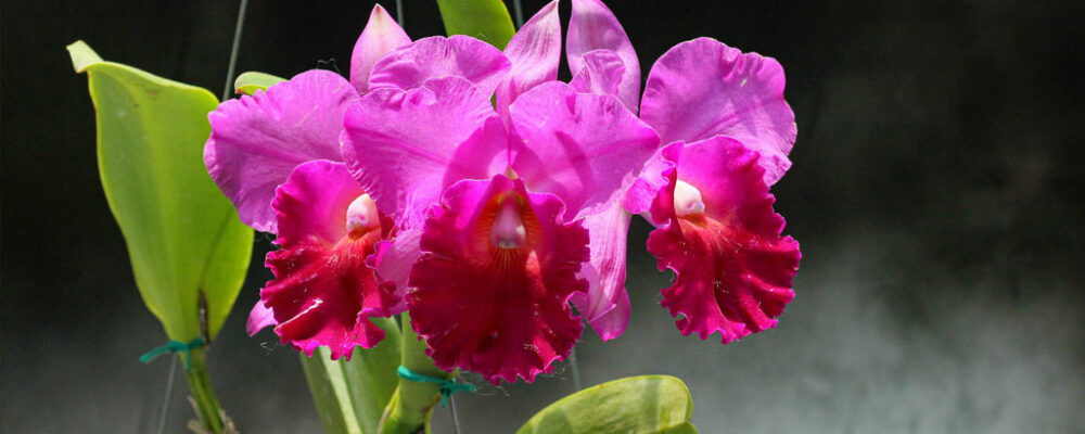 orchidej cattleya