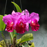 orchidej cattleya