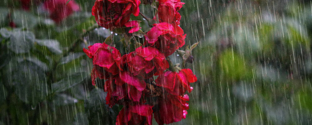 déšť růže