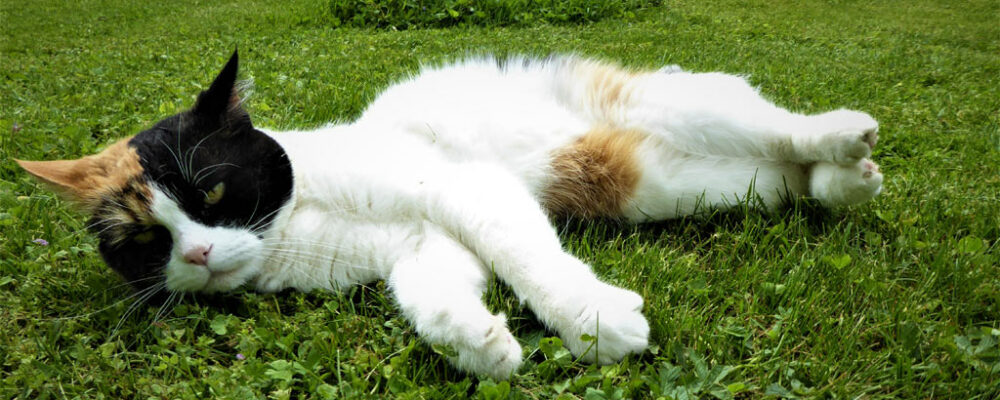 kočka na trávníku