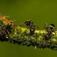 mravenci a mšice