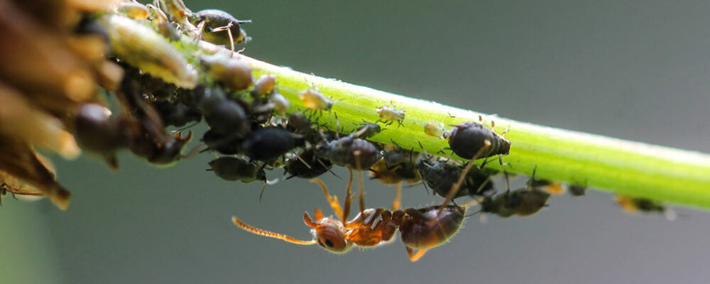 mšice a mravenec
