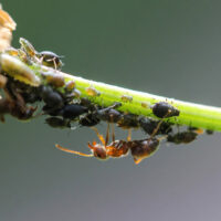 mšice a mravenec